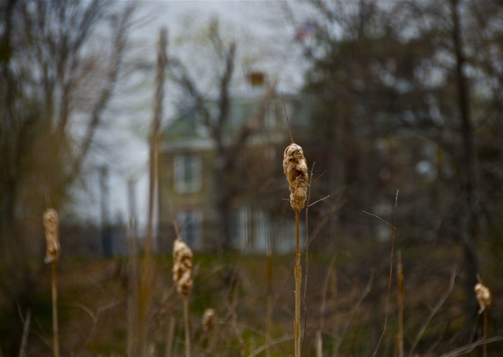 THE HAUNTINGS OF VAN CORTLANDT PARK